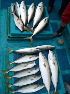 2017年9月23日の釣果・お知らせの写真 2