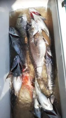 2018年5月5日の釣果・お知らせの写真 3