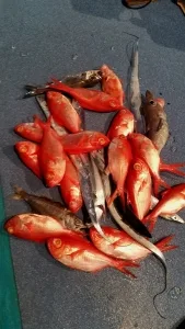 2017年2月28日の釣果・お知らせの写真 2