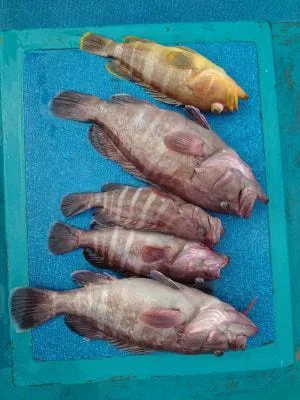2020年11月8日の釣果・お知らせの写真 7