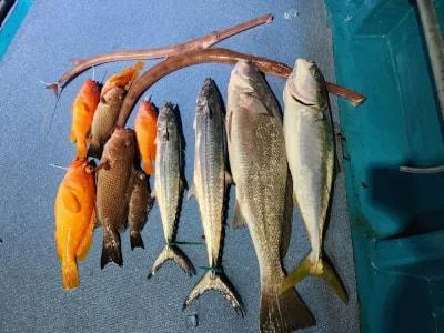 2023年11月25日の釣果・お知らせの写真 7
