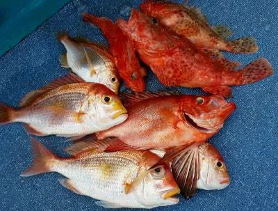 2018年3月29日の釣果・お知らせの写真 3