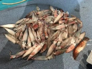 2017年7月28日の釣果・お知らせの写真 9