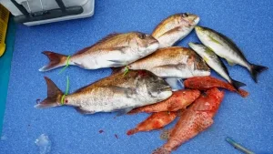 2016年5月6日の釣果・お知らせの写真 4