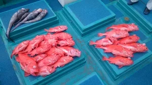 2014年6月25日の釣果・お知らせの写真 4