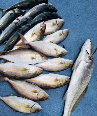 2019年8月5日の釣果・お知らせの写真 5