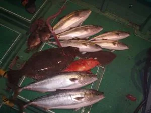 2008年1月7日の釣果・お知らせの写真 6