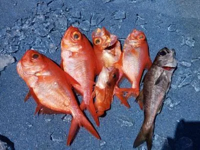 2019年9月1日の釣果・お知らせの写真 2