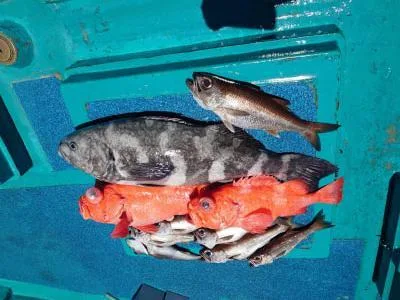 2020年6月23日の釣果・お知らせの写真 5