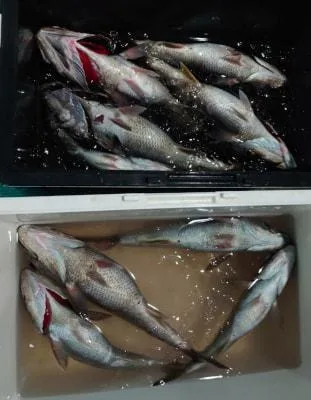 2021年5月22日の釣果・お知らせの写真 2