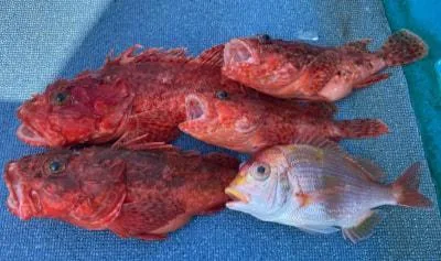 2023年1月9日の釣果・お知らせの写真 7
