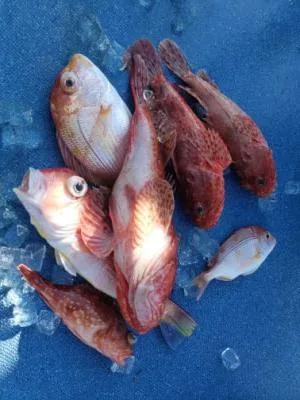 2022年12月30日の釣果・お知らせの写真 4