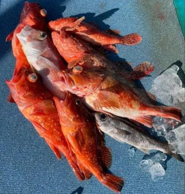 2023年1月9日の釣果・お知らせの写真 4