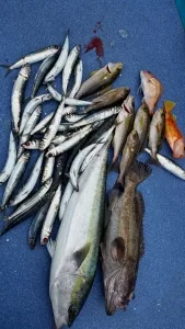 2017年3月6日の釣果・お知らせの写真 3