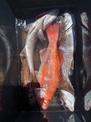 2021年4月27日の釣果・お知らせの写真