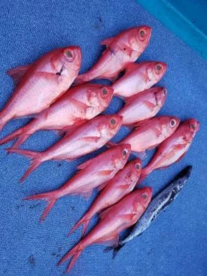 2019年2月24日の釣果・お知らせの写真 7