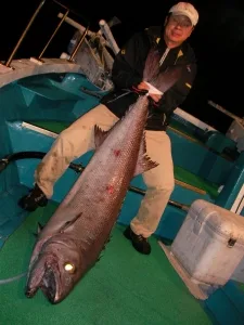 2011年11月28日の釣果・お知らせの写真
