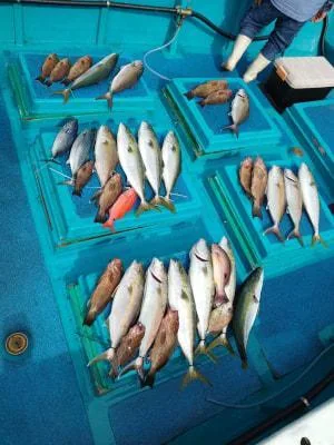2023年11月5日の釣果・お知らせの写真 3