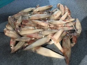 2017年7月28日の釣果・お知らせの写真 7