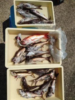2022年9月14日の釣果・お知らせの写真 2