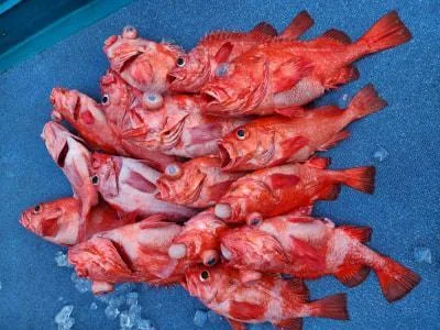 2024年5月17日の釣果・お知らせの写真 3