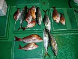 2007年2月17日の釣果・お知らせの写真 3