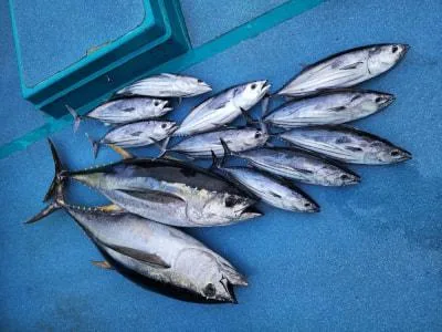 2024年6月27日の釣果・お知らせの写真 3
