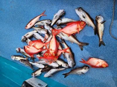 2025年1月12日の釣果・お知らせの写真 9