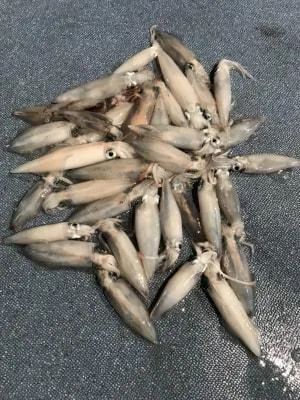 2018年6月9日の釣果・お知らせの写真 7
