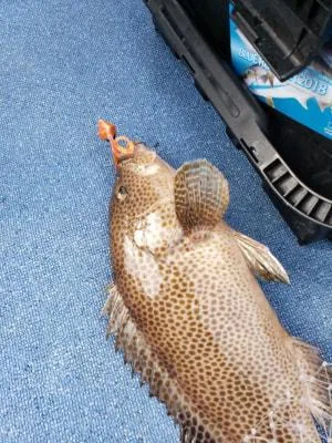 2019年4月23日の釣果・お知らせの写真 2