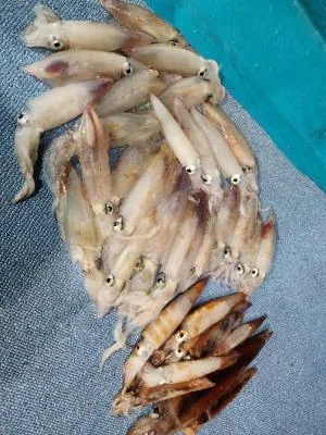 2023年6月13日の釣果・お知らせの写真 3