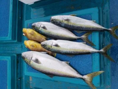 2021年4月4日の釣果・お知らせの写真