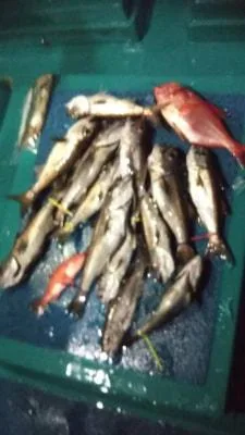 2019年4月28日の釣果・お知らせの写真 3