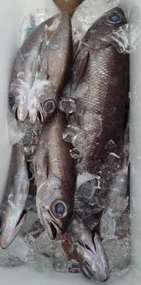 2024年3月19日の釣果・お知らせの写真 6