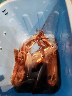 2019年5月5日の釣果・お知らせの写真 6