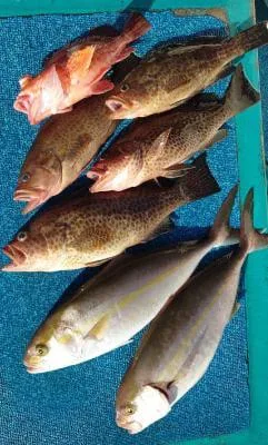 2022年10月14日の釣果・お知らせの写真 2