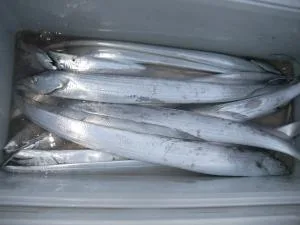 2009年5月30日の釣果・お知らせの写真 8