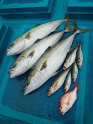 2024年5月1日の釣果・お知らせの写真 2