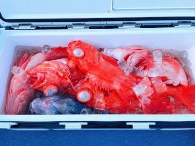 2025年3月21日の釣果・お知らせの写真 5