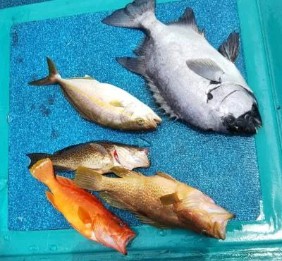 2019年8月3日の釣果・お知らせの写真 9