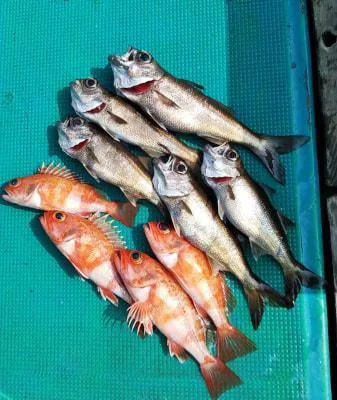 2019年6月10日の釣果・お知らせの写真 8