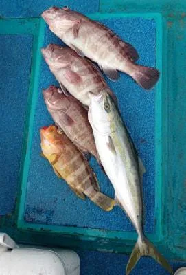 2020年12月27日の釣果・お知らせの写真 6