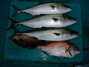2006年6月17日の釣果・お知らせの写真 6