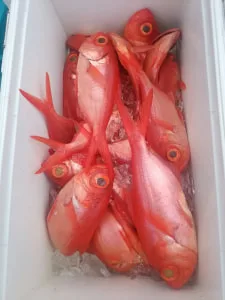 2017年9月9日の釣果・お知らせの写真 2