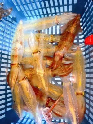 2024年8月17日の釣果・お知らせの写真 8