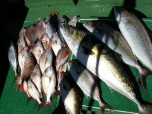 2009年10月12日の釣果・お知らせの写真 6