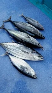 2016年9月5日の釣果・お知らせの写真 2