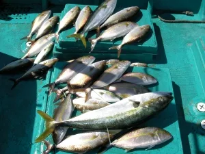 2009年10月12日の釣果・お知らせの写真 3