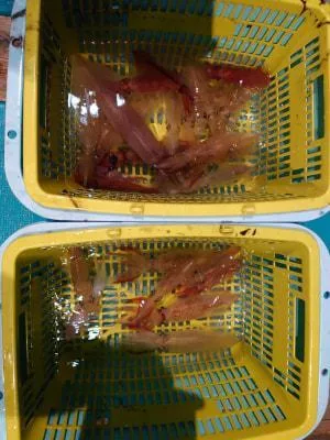 2023年6月4日の釣果・お知らせの写真 5