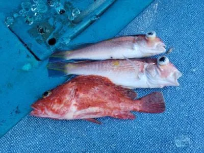 2022年1月8日の釣果・お知らせの写真 5